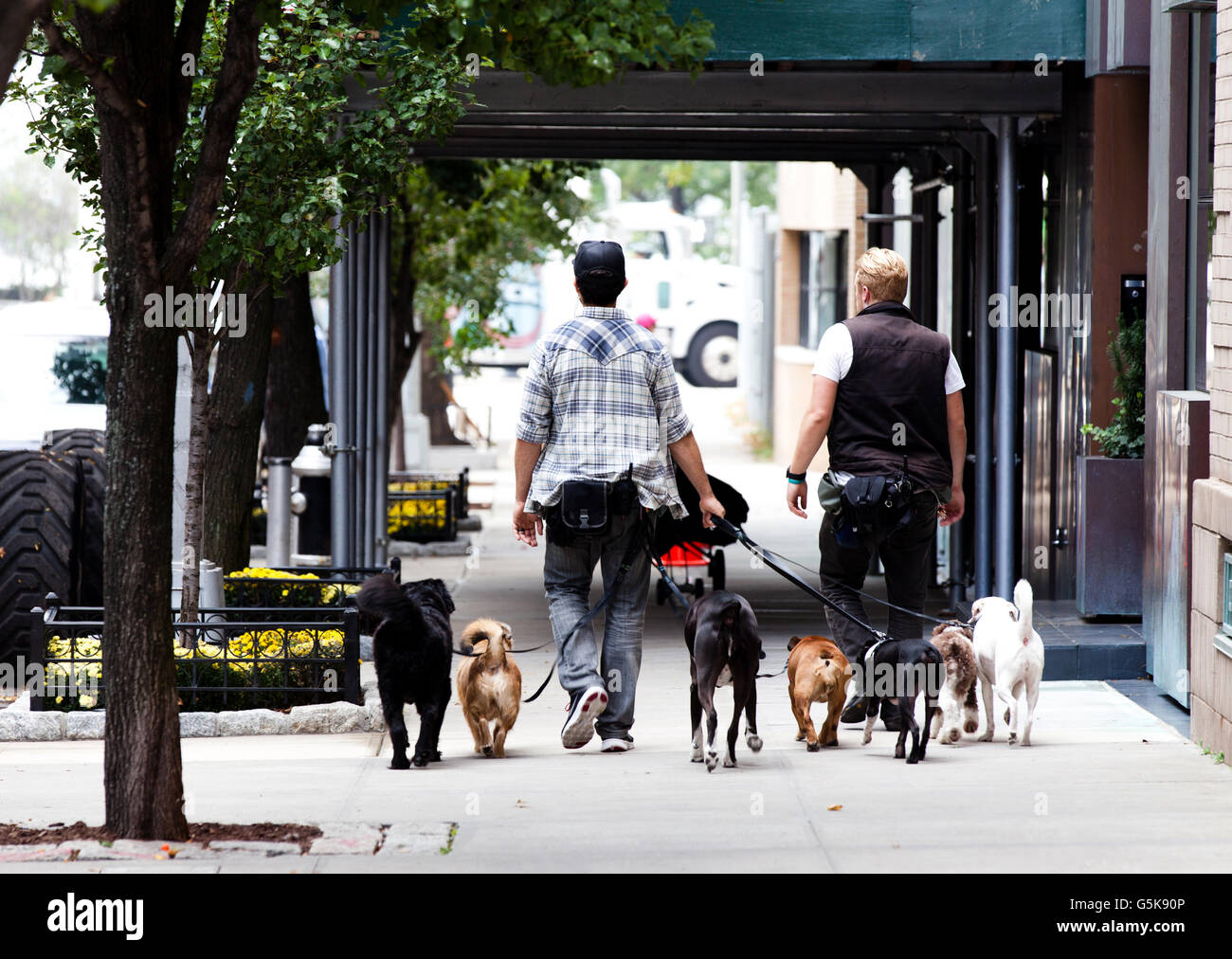 Due cane escursionisti che offrono un cane a piedi prendere il servizio di un grande gruppo di cani per la loro passeggiata quotidiana nel Greenwich Village di Manhattan, New York Foto Stock