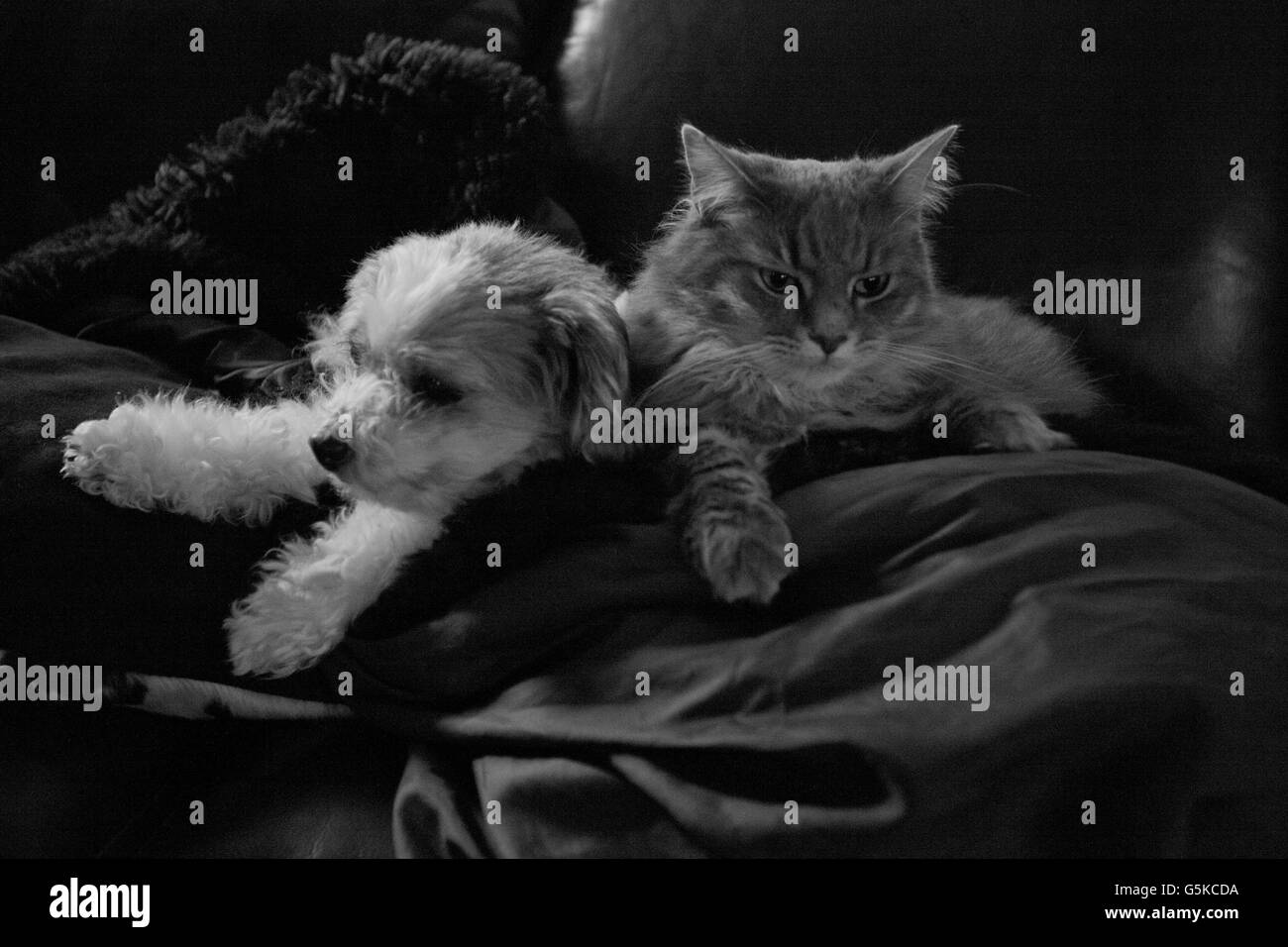 Animali domestici snuggling sul divano Foto Stock