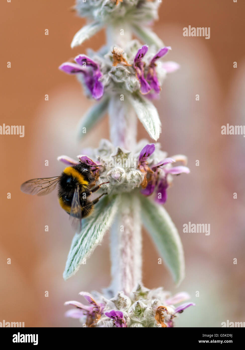 La molla impollinatrice, Bumblebee (Bombus) foraggio per il nettare dai fiori di colore rosa del bianco-lana di agnello orecchio dell'impianto. Foto Stock