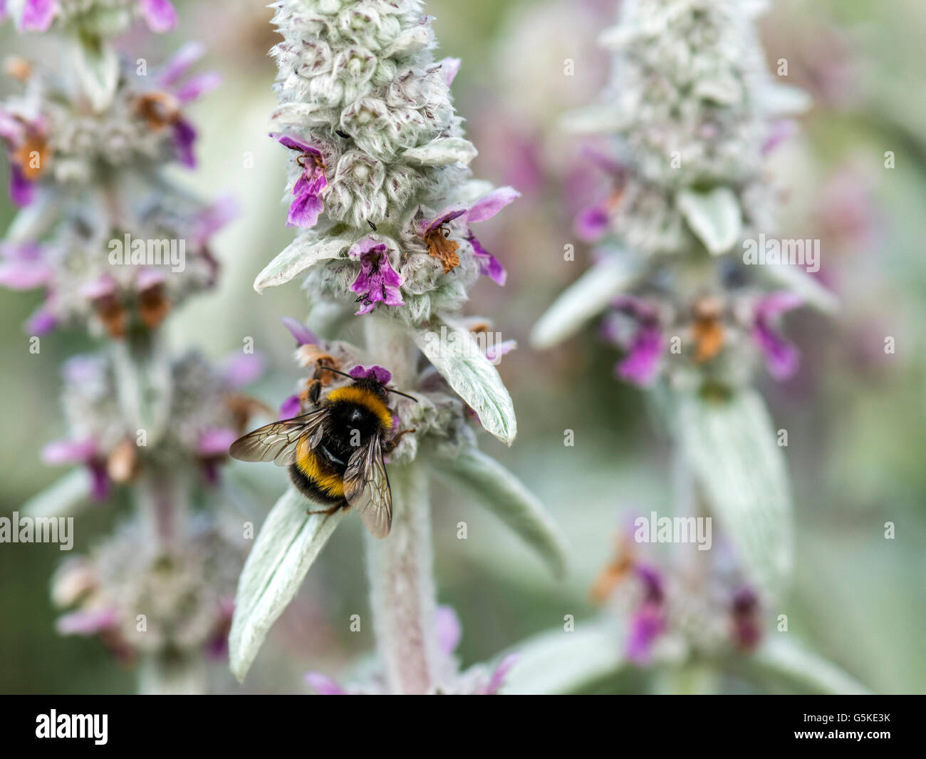 La molla impollinatrice, Bumblebee (Bombus) foraggio per il nettare dai fiori di colore rosa del bianco-lana di agnello orecchio dell'impianto. Foto Stock