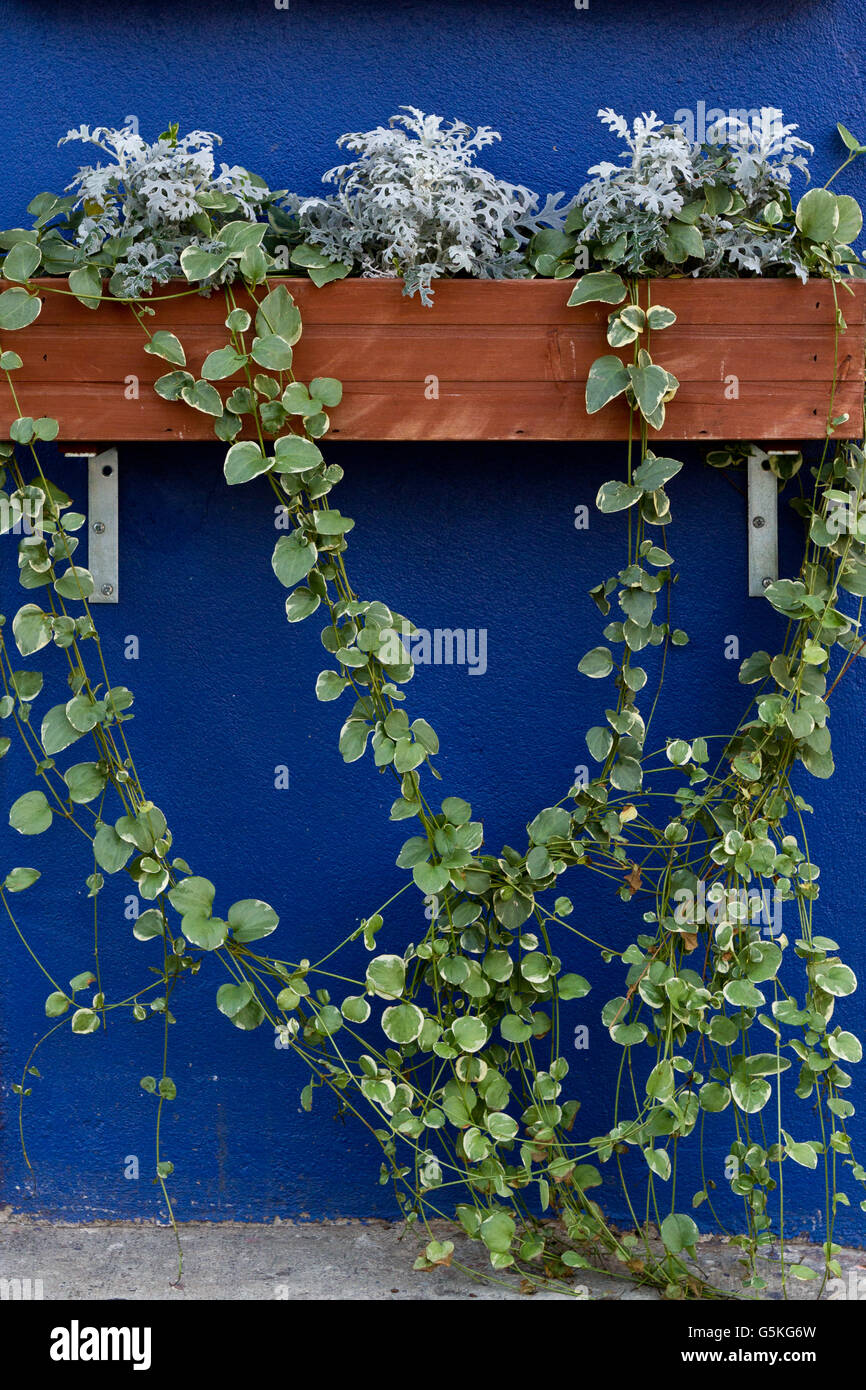 Finestra di legno box piantatrice su un blu brillante parete con trailing ivy Foto Stock