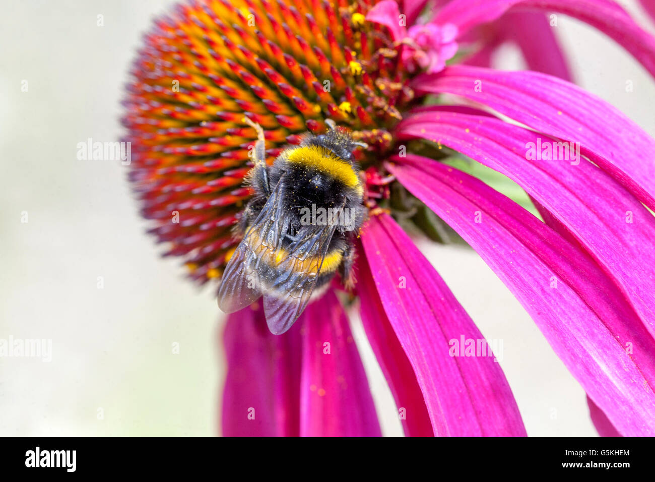 Echinacea Coneflower Close Up Fiore Bumblebee Fiore primo piano Petali rosa Bumblebee Flower Foraging Bumblebee on Flower Purple Coneflower Foto Stock