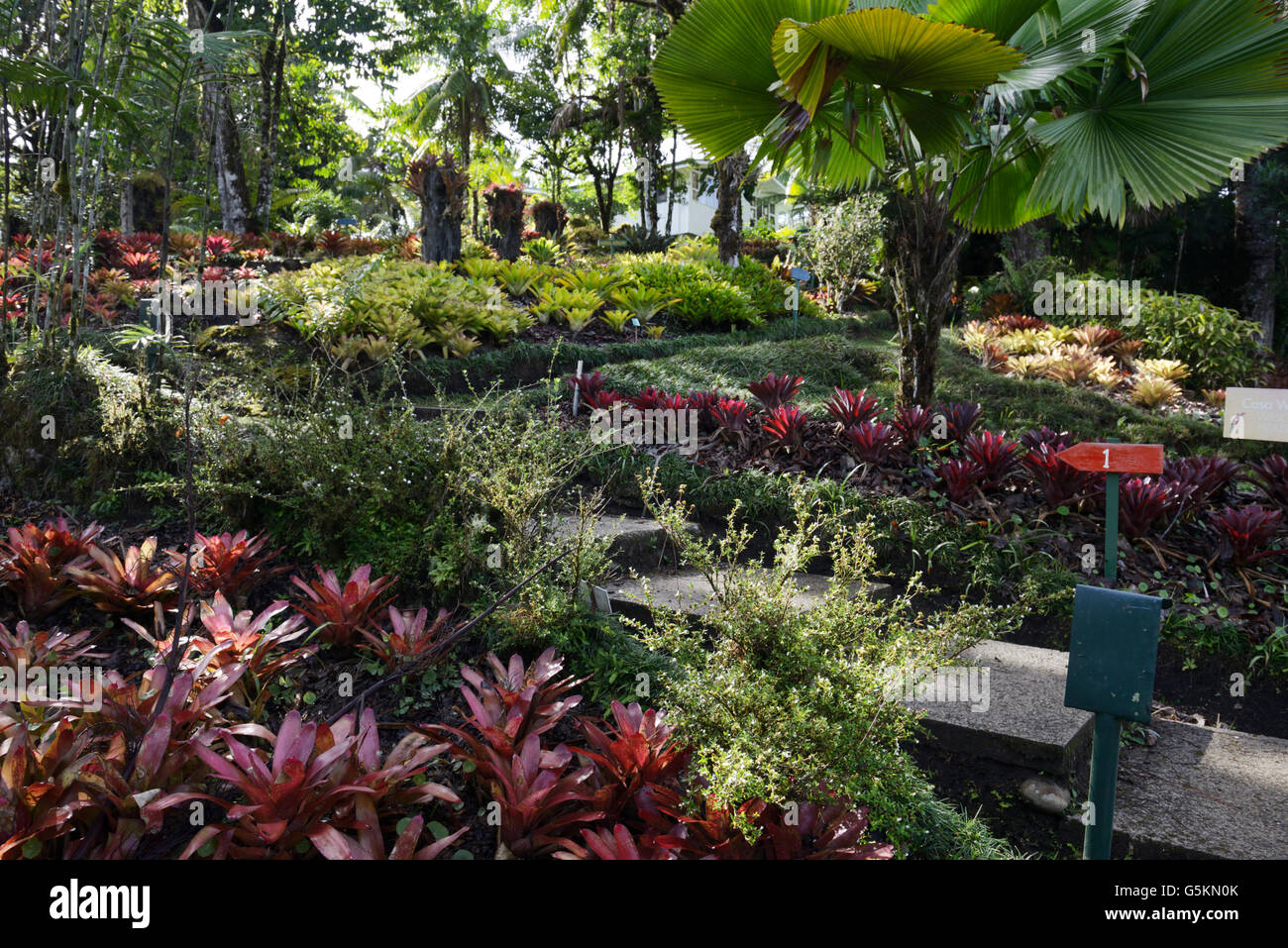 Bromeliad giardino, Wilson Giardini Botanici, Las Cruces stazione biologica nei pressi di San Vito, Costa Rica Foto Stock