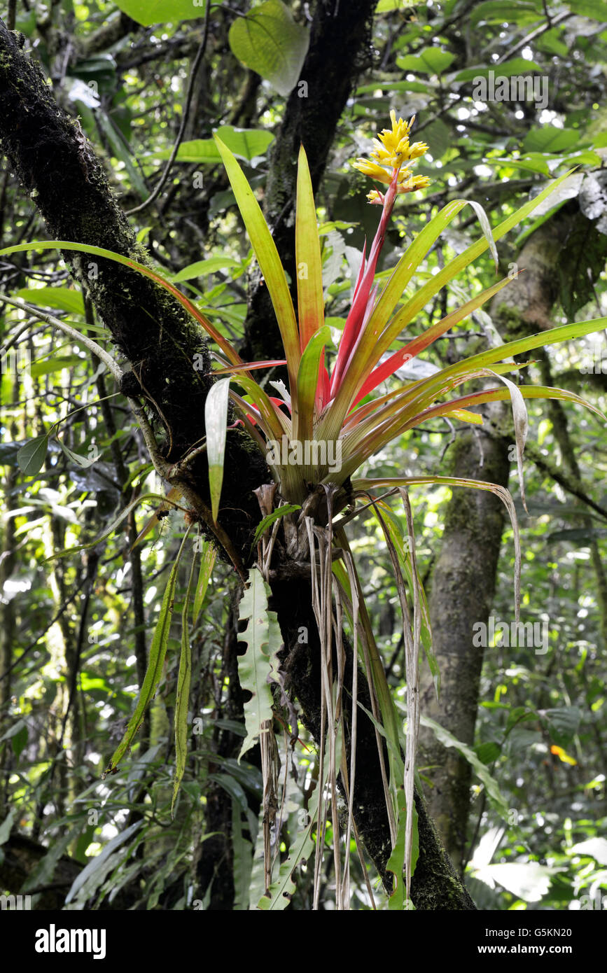Tropical bromeliad fioritura nella foresta pluviale, Costa Rica. Vedere la descrizione per i dettagli della posizione Foto Stock