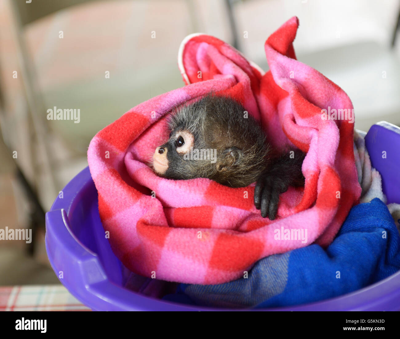 Baby spider monkey, ateles geoffroyi, in corrispondenza di una fauna selvatica il centro di riabilitazione, CR. Vedere 'Descrizione' per la posizione Foto Stock