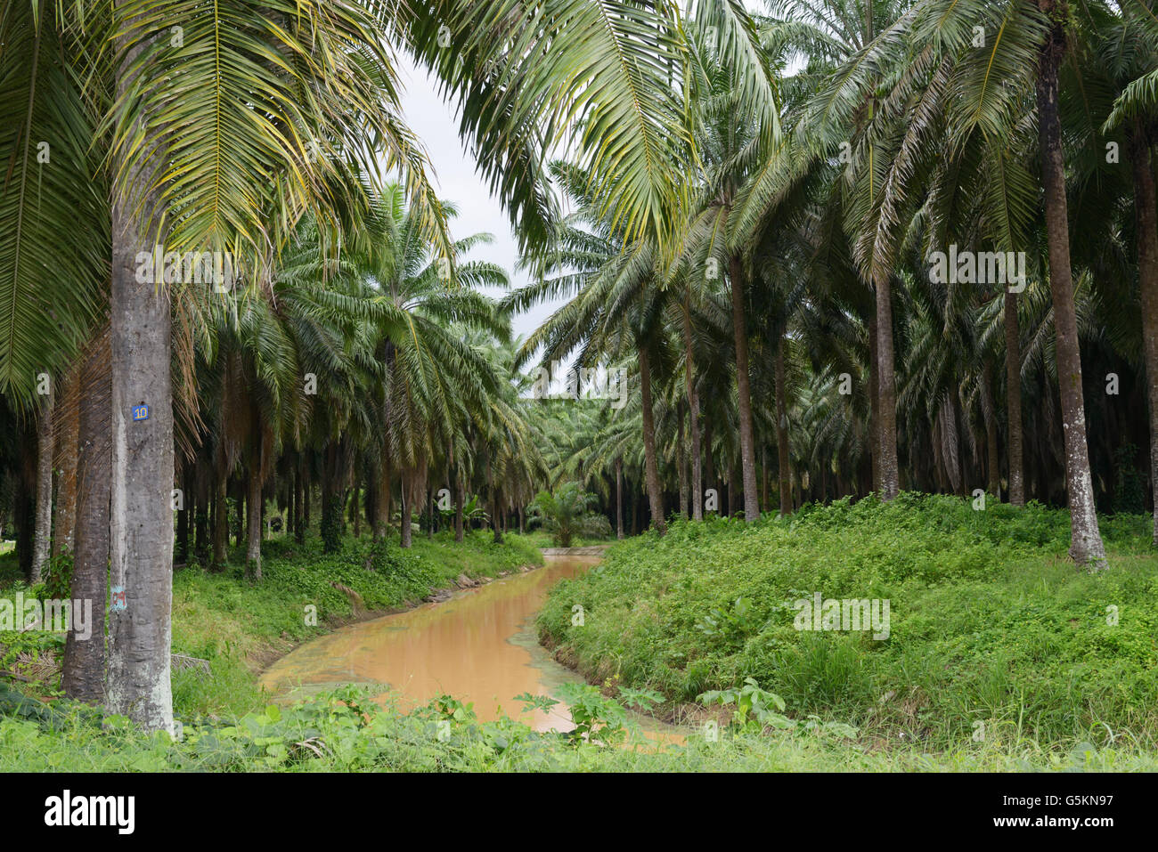 Olio di palma plantation, vicino a Quepos, CR. Queste monocolture supportano molto poco la fauna selvatica e contribuisce alla perdita di biodiversità Foto Stock