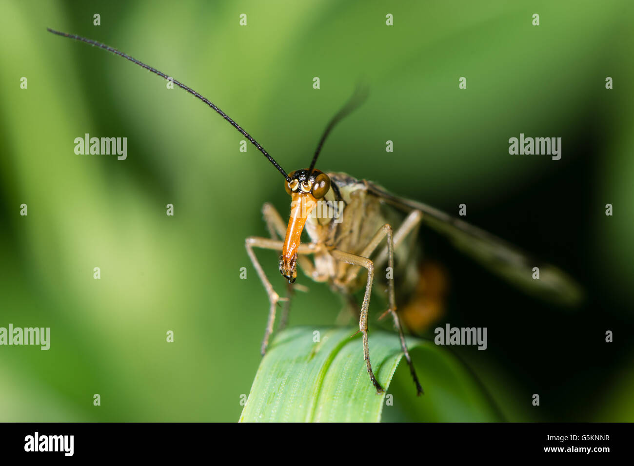 Testa di scorpionfly (Panorpa specie). Mandibole allungate e carnose palpi formando apparato boccale di insetto in ordine Mecoptera Foto Stock