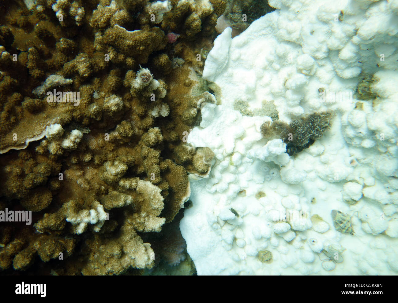 Una colonia di corallo ha sbiancato (bianco), mentre il suo vicino non ha (marrone), Lizard Island, della Grande Barriera Corallina, Australia Foto Stock