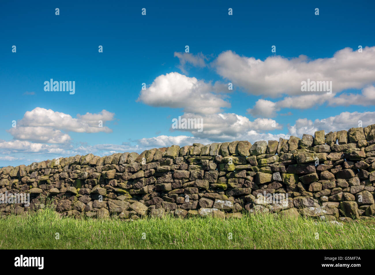 Gritstone muro di pietra con il blu del cielo e il verde erba, nello Yorkshire, Inghilterra, Regno Unito Foto Stock