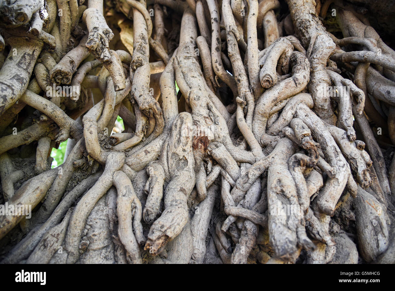 Prop radici di un vecchio banyan tree in un parco nazionale in India. Foto Stock