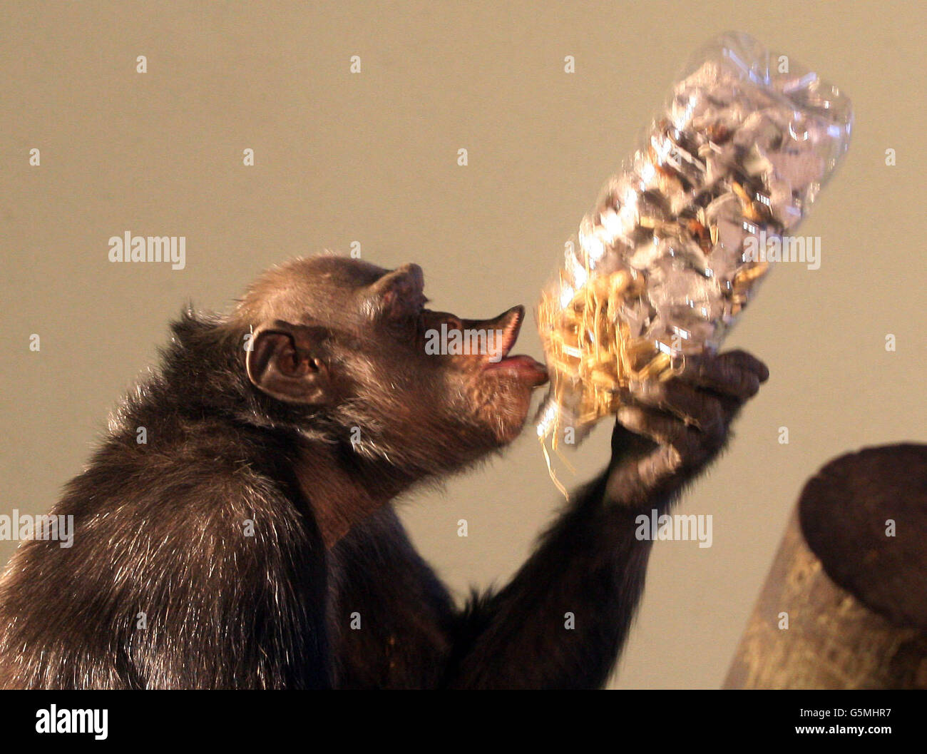 Sophie The Chimpanzee mangia cibo per lei come celebra il 31 ° compleanno allo Zoo di Edimburgo. Foto Stock