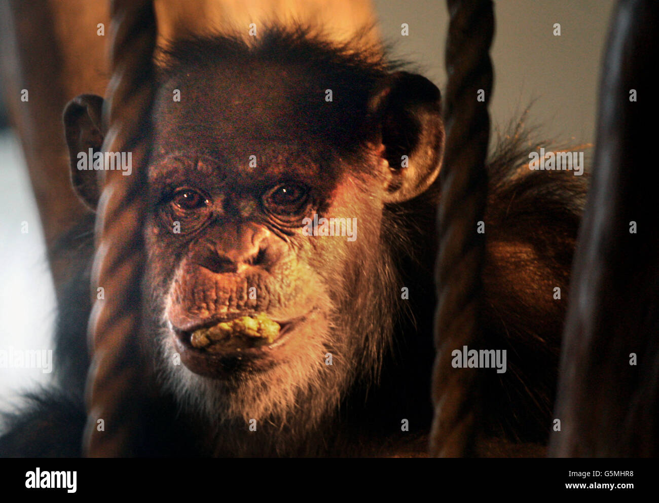Sophie The Chimpanzee mangia cibo per lei come celebra il 31 ° compleanno allo Zoo di Edimburgo. Foto Stock
