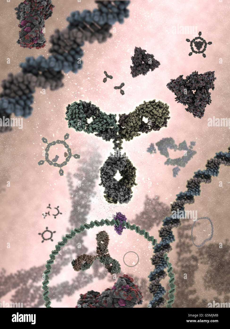 Anticorpo a.k.a. L'immunoglobulina G (IgG) è sagomata a Y di proteine e di parte del sistema immunitario umano Foto Stock