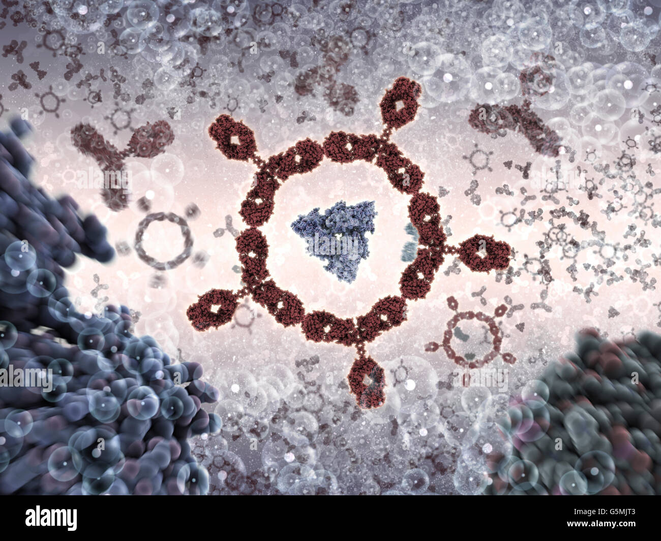 Cluster di anticorpi. Anticorpo a.k.a. L'immunoglobulina G (IgG) è sagomata a Y di proteine e di parte del sistema immunitario umano Foto Stock