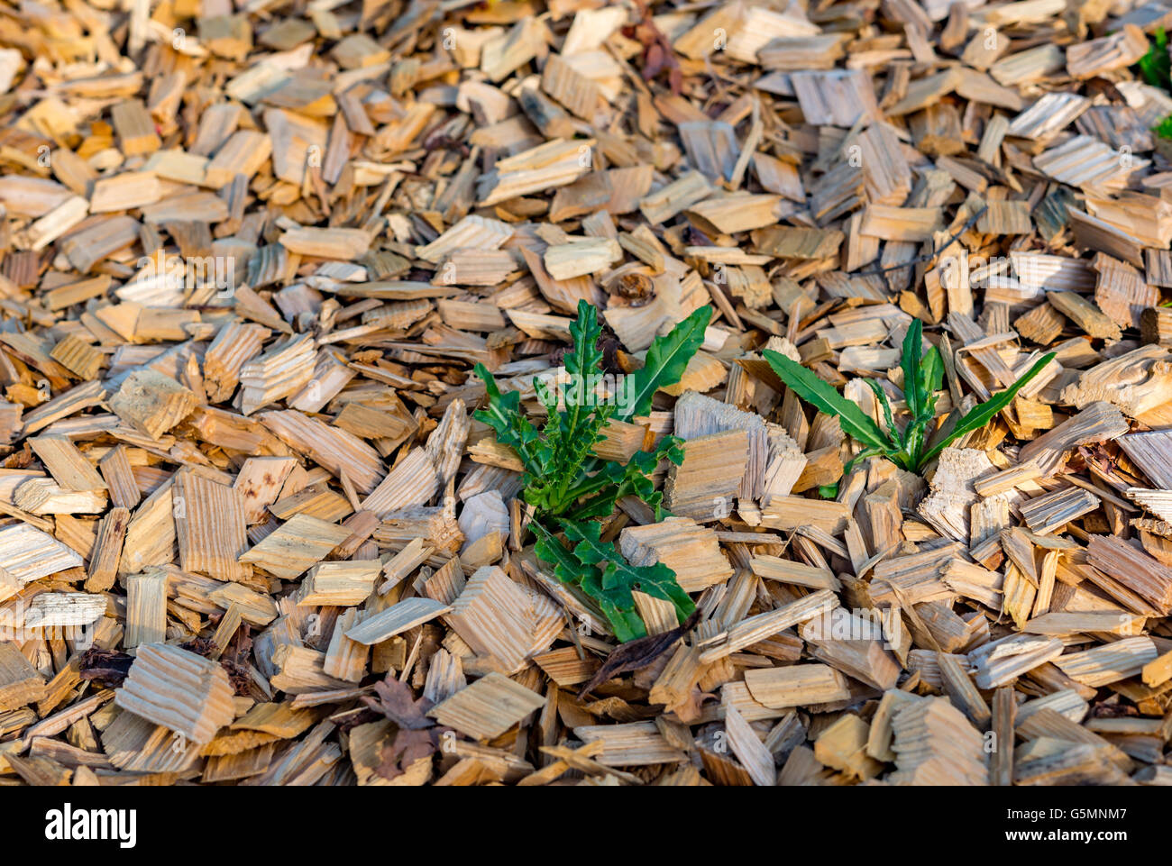 Primo piano di trucioli di legno di copertura del percorso Foto Stock