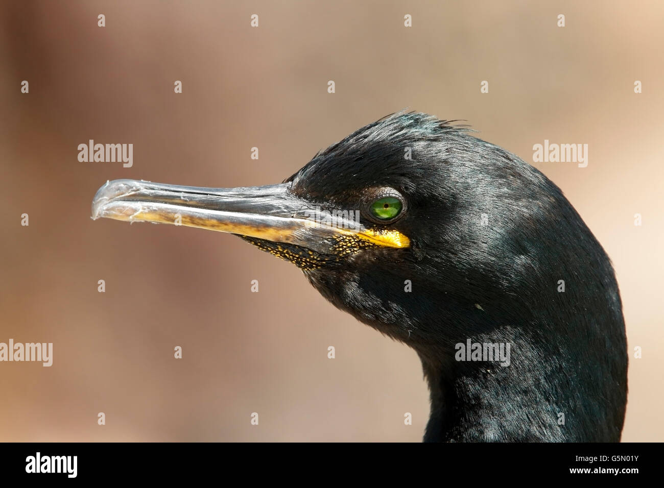 Marangone dal ciuffo (phalacrocorax aristotelis) singolo adulto che mostra la testa e il becco Foto Stock