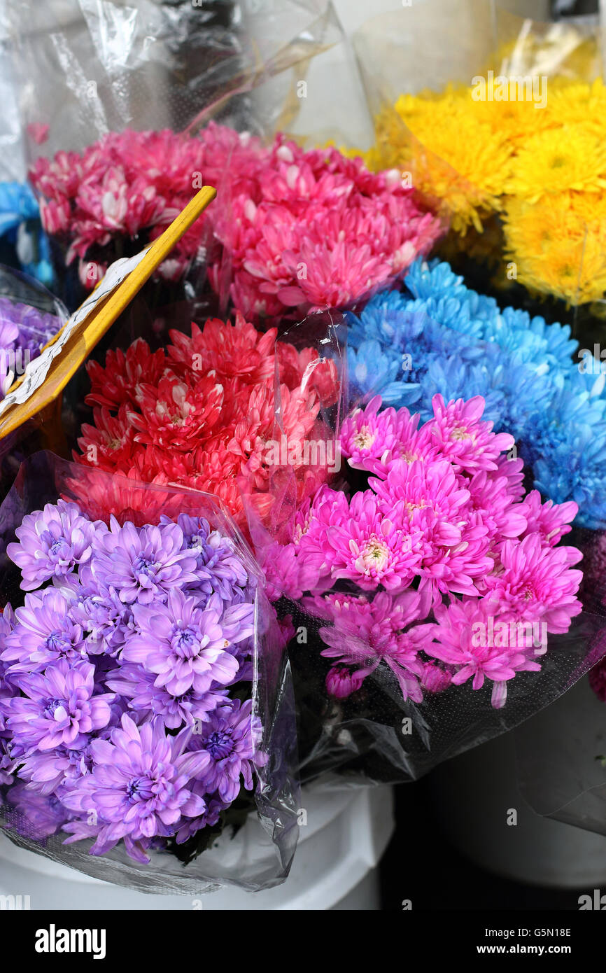 Close up di fresca crisantemo colorate margherite fiori di primavera Foto Stock
