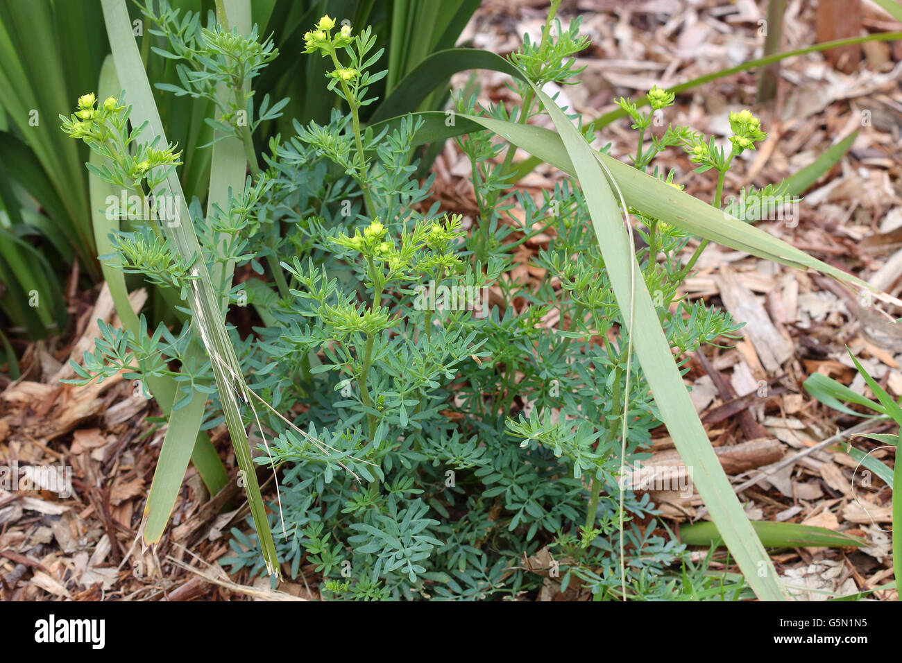 Close up di Ruta graveolens pianta o noto anche come rue, comune rue o erbe-di-grazia crescita nel terreno Foto Stock