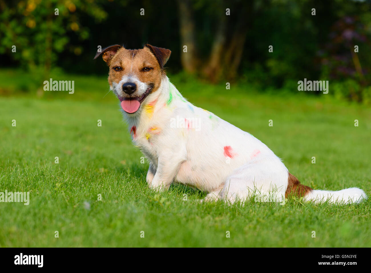 Seduta di naughty dog diventa sporco con macchie di colore vernici Foto Stock