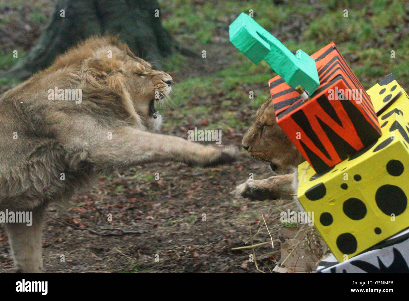 Un leone asiatico maschile, trovato solo in India, tenta di combattere una femmina per raccogliere il suo secondo compleanno arricchendo scatole presenti pieni di cibo, allo Zoo di Edimburgo. Foto Stock