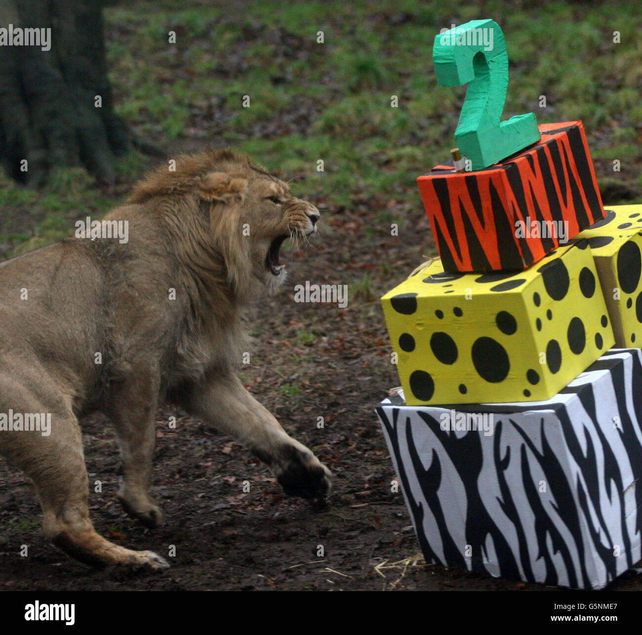 Lo Zoo di Edimburgo Lions Foto Stock