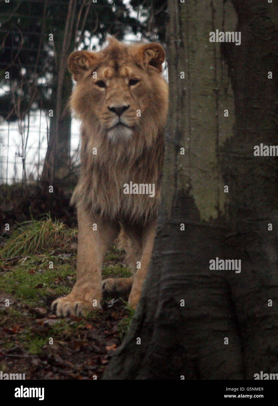 Un leone asiatico maschile, trovato solo in India, si nasconde dietro un albero dopo aver fallito nel tentativo di combattere una femmina per raccogliere il suo secondo compleanno arricchendo scatole presenti pieni di cibo, allo Zoo di Edimburgo. Foto Stock