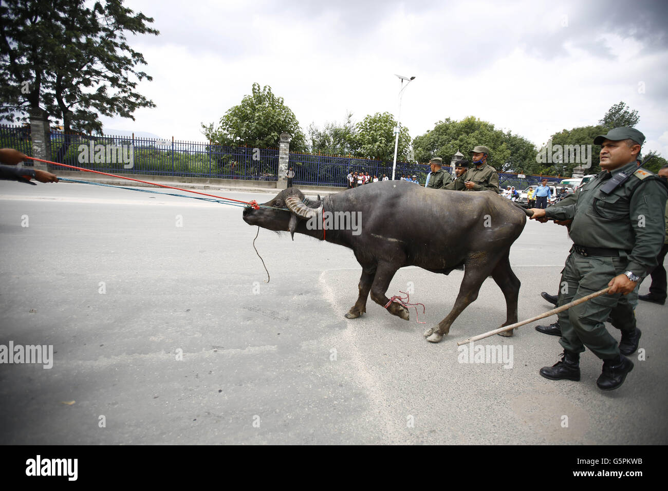 Kathmandu, Nepal. Il 23 giugno, 2016. Nepalese personale comune insieme con alcuni abitanti del luogo trascina un legato buffalo dopo che è stato allentato per le strade della capitale Kathmandu in Nepal il giovedì, 23 giugno 16. Secondo testimoni oculari e le forze di polizia locali il bufalo selvatico ferito molti e una donna ferito criticamente che erano tutti presi in ospedale dopo aver subito lesioni. Credito: Skanda Gautam/ZUMA filo/Alamy Live News Foto Stock