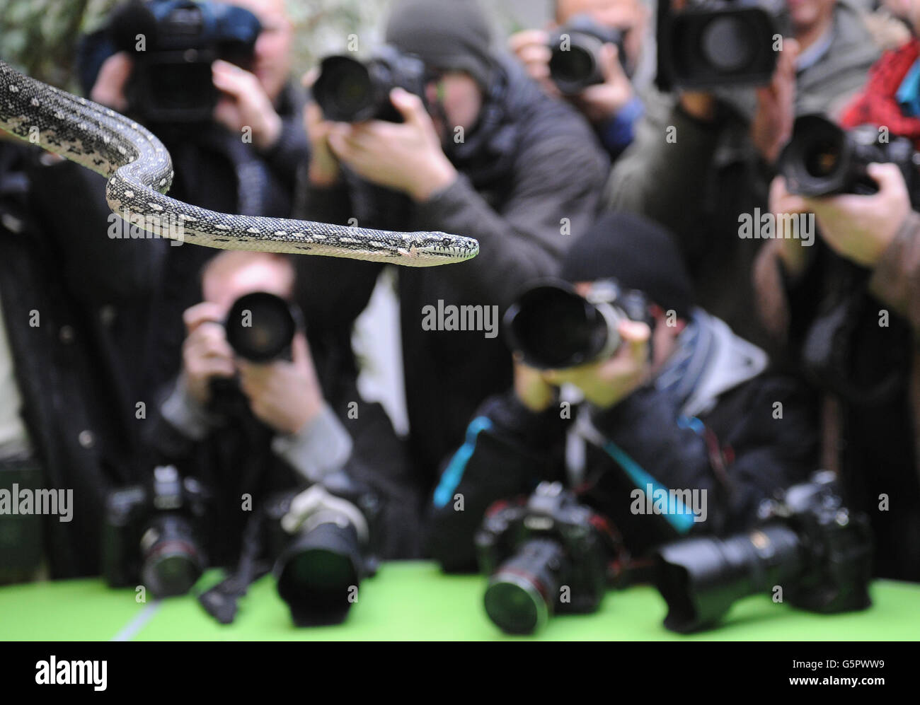 Un Diamond Python viene contato allo Zoo di Londra durante la scorta annuale di animali. Foto Stock
