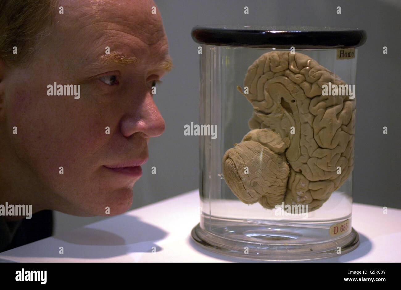 Testa su exhinition Foto Stock