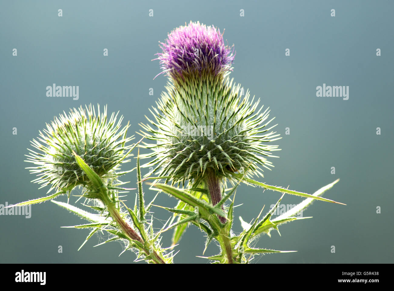 Cardo selvatico di prateria Foto Stock