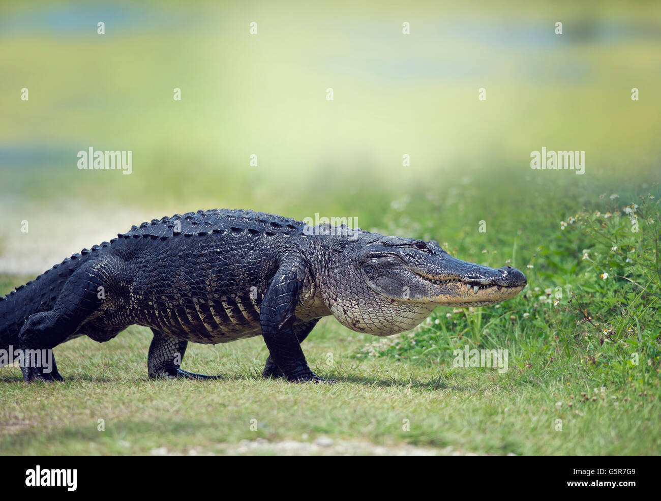 Wild coccodrillo americano attraversando un percorso Foto Stock
