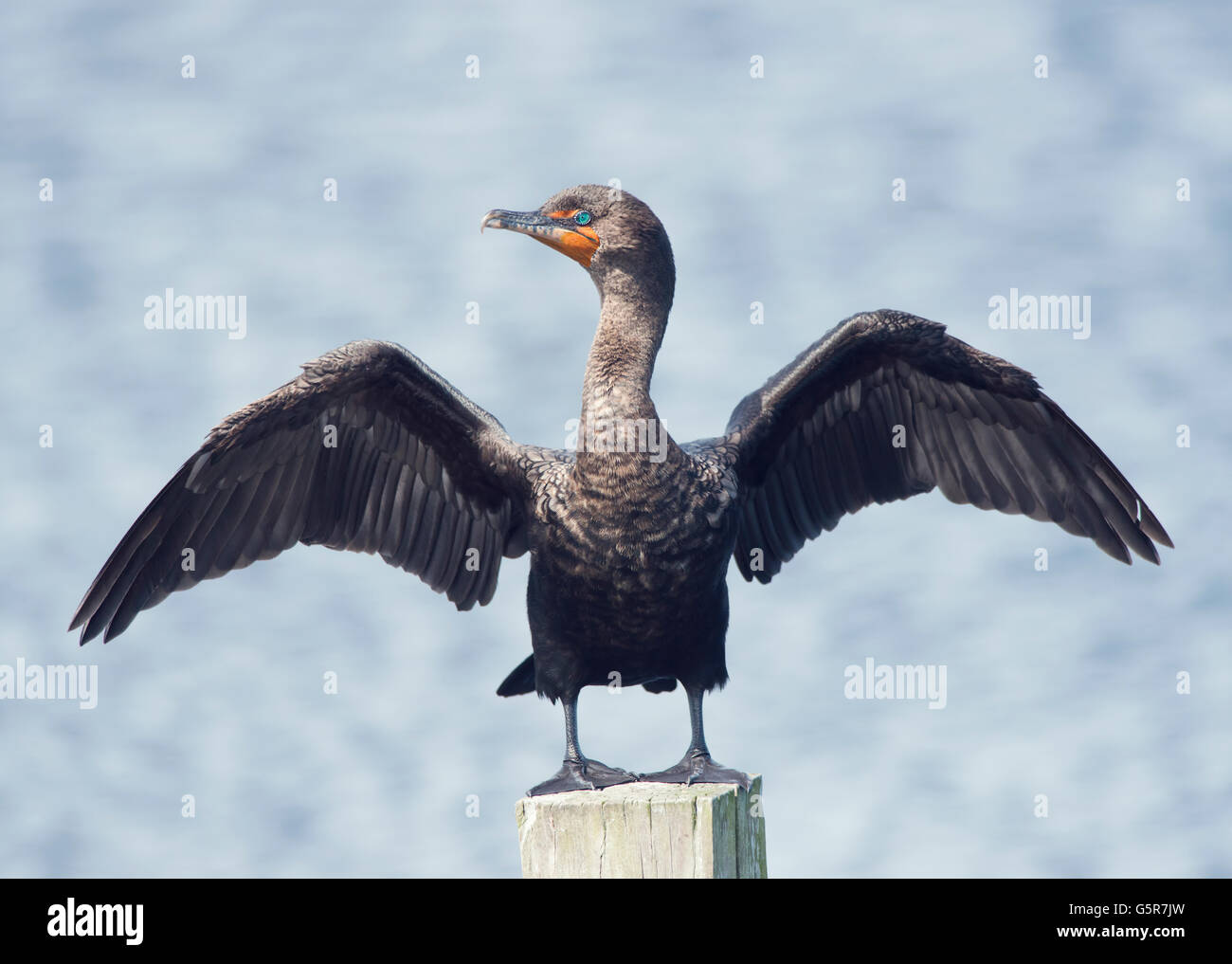 Cormorano phalacrocorax carbo sinensis posatoi su un log Foto Stock