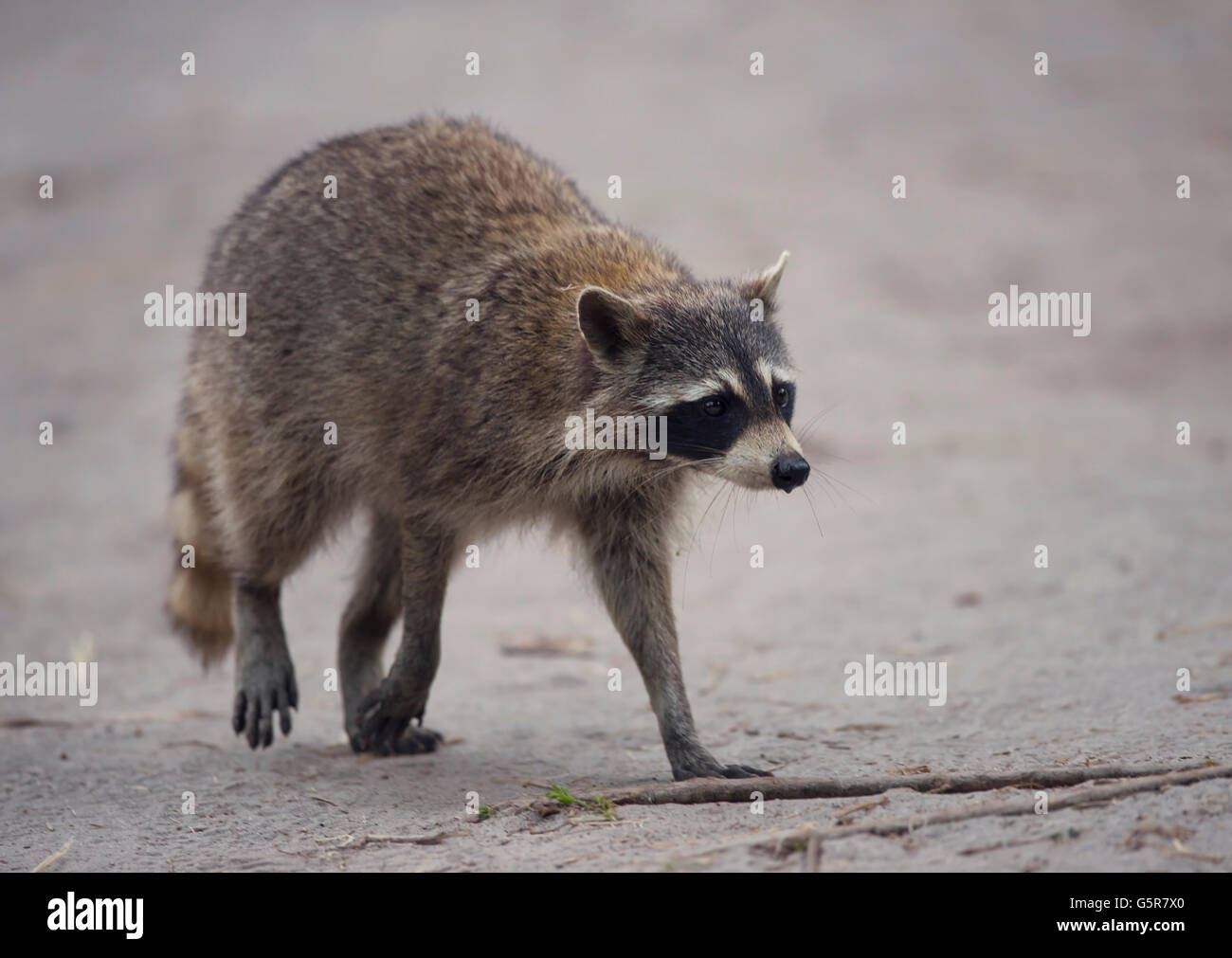 Raccoon camminando in Florida zone umide Foto Stock