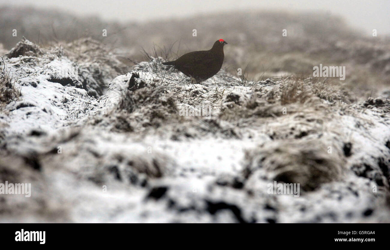 Una leggera copertura di neve sul confine del Northumberland oggi con previsioni di neve molto più pesanti nel fine settimana. Foto Stock