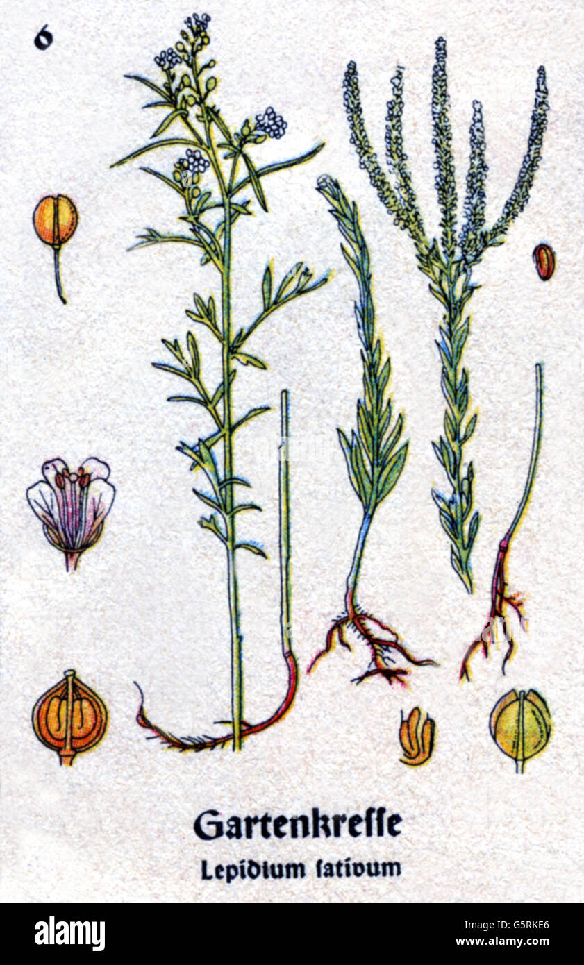 Botanica, spezie, grezza da giardino (Lepidium sativum), disegno da Pflanzen-Taschenbuechlein 4, (Plant's Pocket Booklet 4), piante di spezie tedesche, a cura del Dr. Bernhard Hoermann, pubblicato da Verlag der Pflanzenwerke, Monaco, Germania, 1940, letteratura, Germania, XX secolo, storico, Pflanzen-Taschenbüchlein, clearaceenes, famiglia di Brassicbage, 1940-non disponibile Foto Stock