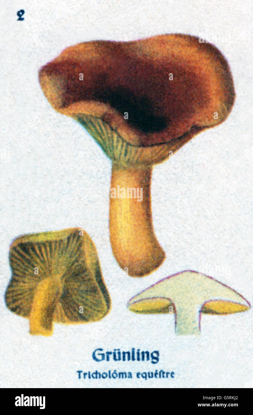 Botanica, funghi, tappo di morte (Tricoloma equestre), disegno da Pflanzen-Taschenbuechlein 3, Additional-Rights-Clearences-Not Available Foto Stock