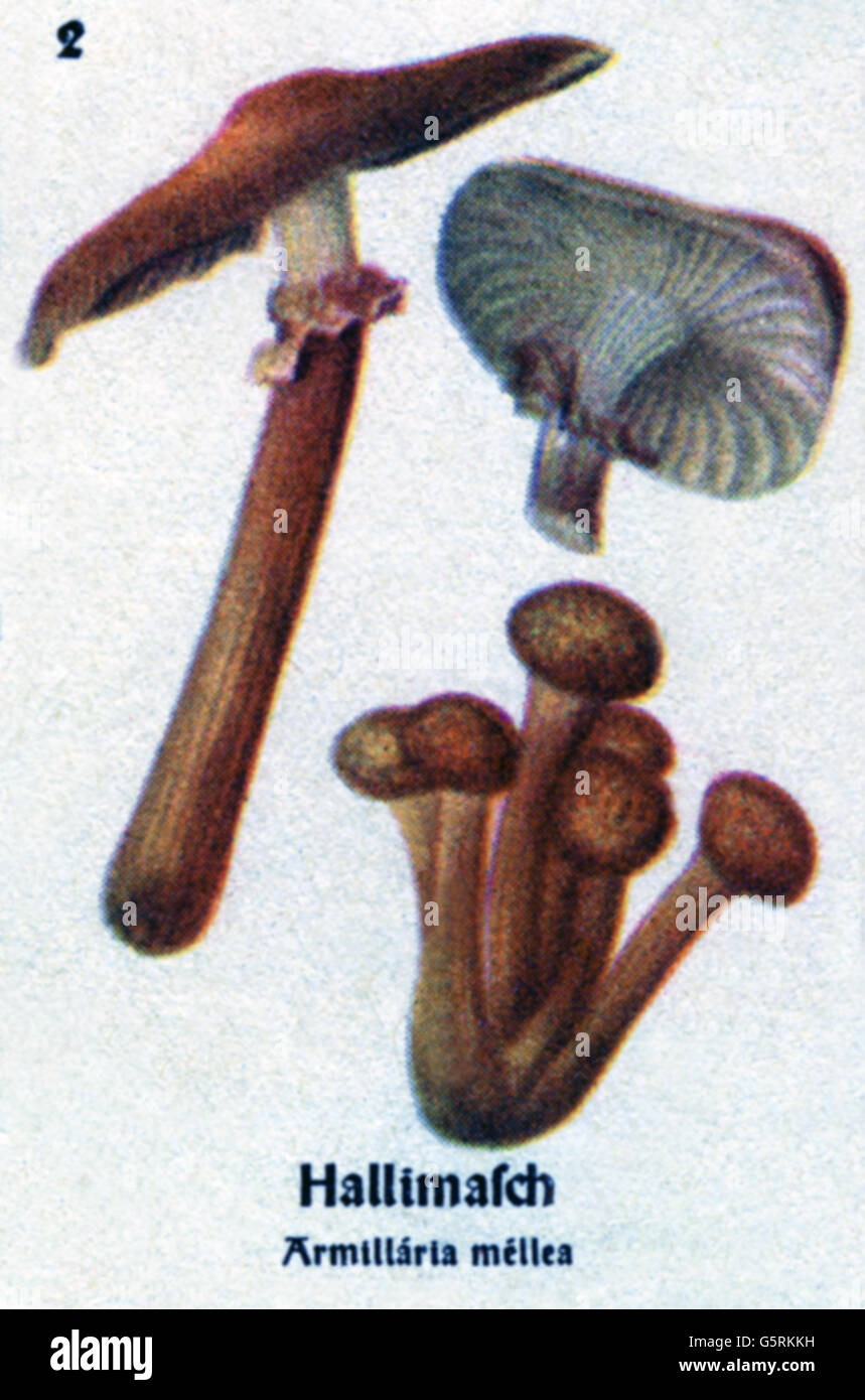 Botanica, funghi, funghi di Miele (Armillaria mellea), disegno da Pflanzen-Taschenbuechlein 3, (Plant's Pocket Booklet 3), funghi commestibili e funghi velenosi, a cura del Dr. Bernhard Hoermann, pubblicato da Verlag der Pflanzenwerke, Monaco, Germania, 1940, funghi commestibili, letteratura, spazi storici, Taschenbüchlein-1920-secolo, non disponibili Foto Stock