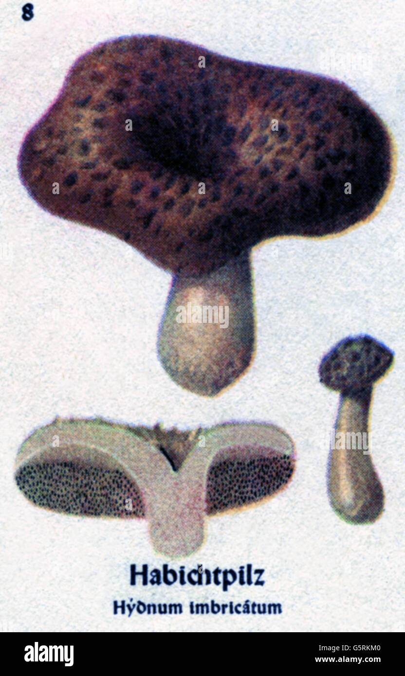 Botanica, funghi, ricci con frusta (Sarcodon imbricatus), disegno di Pflanzen-Taschenbuechlein 3, (Plant's Pocket Booklet 3), funghi commestibili e funghi velenosi, a cura del Dr. Bernhard Hoermann, pubblicato da Verlag der Pflanzenwerke, Monaco, Germania, 1940, funghi commestibili, funghi, Taschenbüchlein-40-hezen, letteratura storica, 1920-190-hodzen, non disponibile Foto Stock