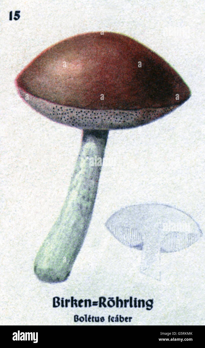 Botanica, funghi, scabro rosso-capped (Leccinum aurantiacum), disegno da Pflanzen-Taschenbuechlein 3, (Plant's Pocket Booklet 3), funghi commestibili e funghi velenosi, a cura del Dr. Bernhard Hoermann, pubblicato da Verlag der Pflanzenwerke, Monaco, Germania, 1940, funghi non disponibili, Taschenbüchlein-19th-century, letteratura storica, non-19th-fzen, non-ftum, non-ftum, 19th-ftum, non-ftum, non-fum, non-gum, non-gum, non-gum, non- Foto Stock