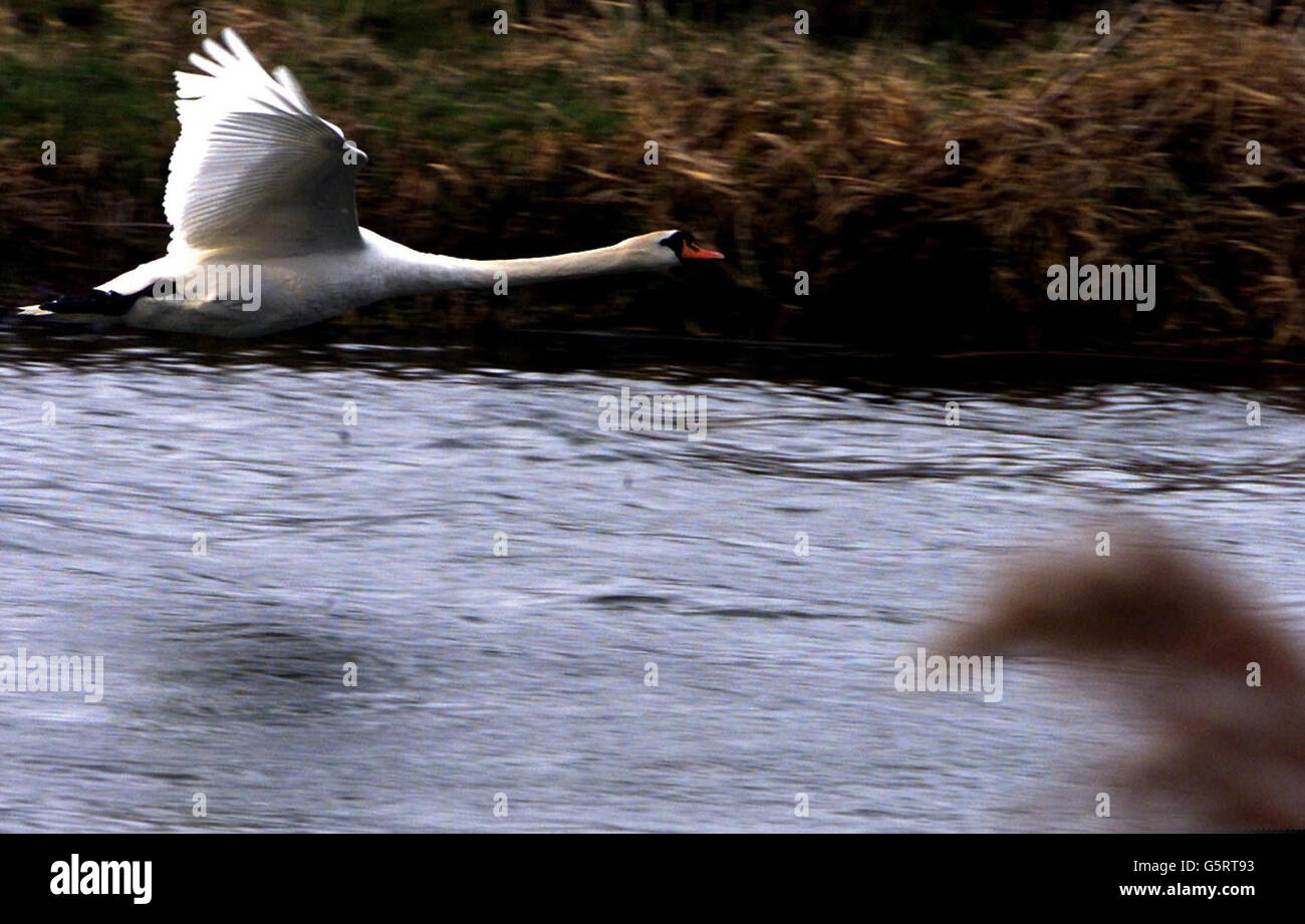 Un cigno entra a terra sul grande fiume Ouse Nr Ely, Cambridgeshire, come dice l'RSPCA sta diventando sempre più preoccupato per il numero di attacchi di armi da fuoco contro gli uccelli. Foto Stock Un cigno entra a terra sul grande fiume Ouse Nr Ely, Cambridgeshire, come dice l'RSPCA sta diventando sempre più preoccupato per il numero di attacchi di armi da fuoco contro gli uccelli. Foto Stock