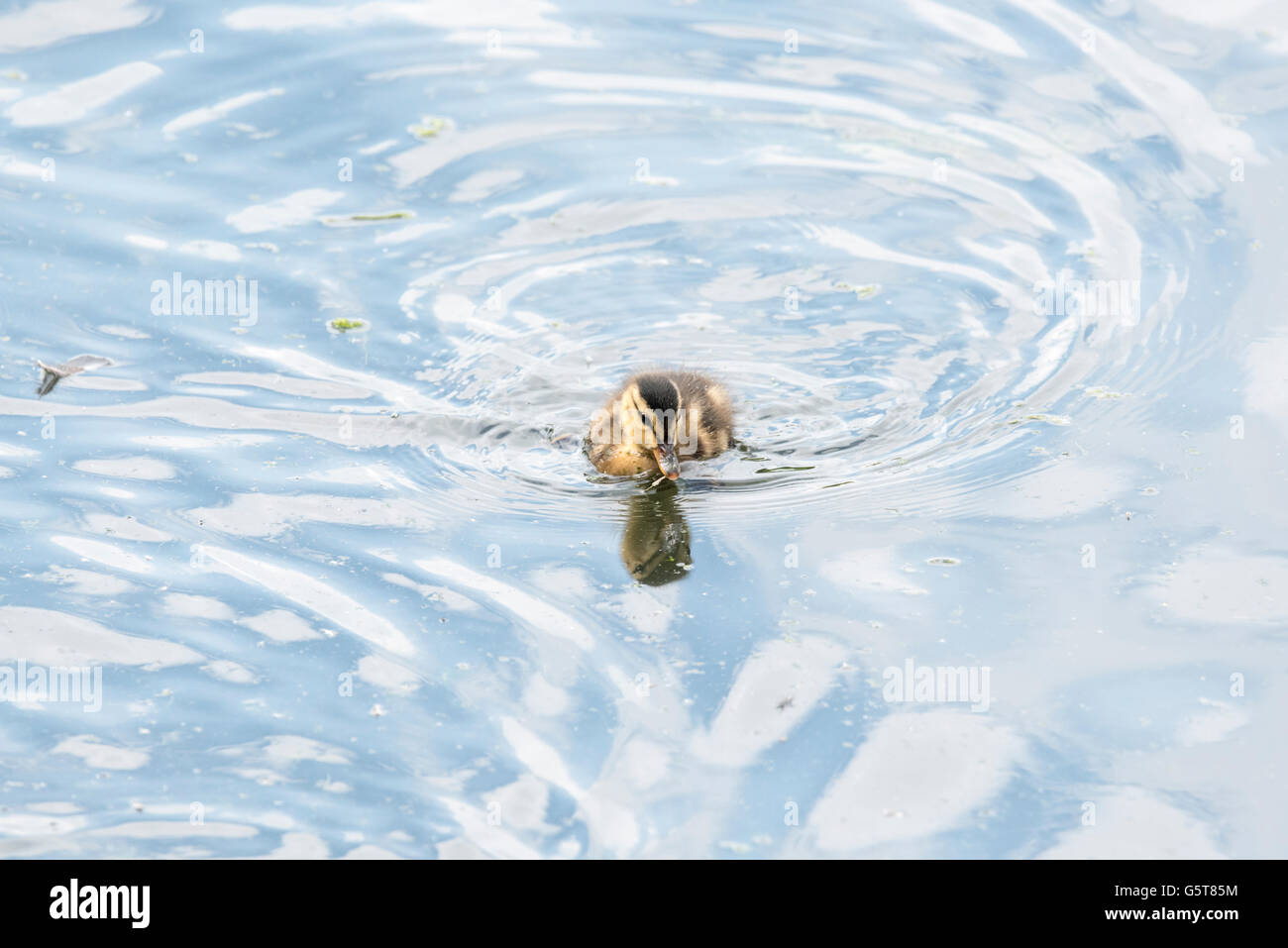 Un pulcino Mallard nuoto Foto Stock