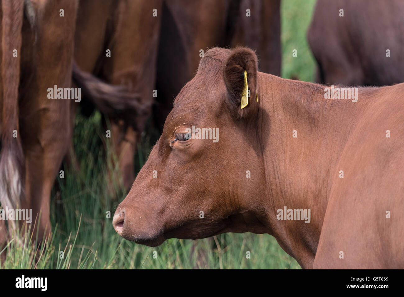 Un colpo alla testa di un grande vitello del Rosso di razza di polling Foto Stock