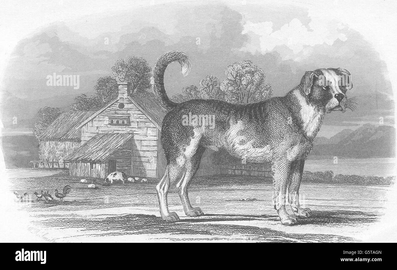 Cani: Mastiff. Farmyward sfondo. (Edward Jesse), antica stampa 1858 Foto Stock