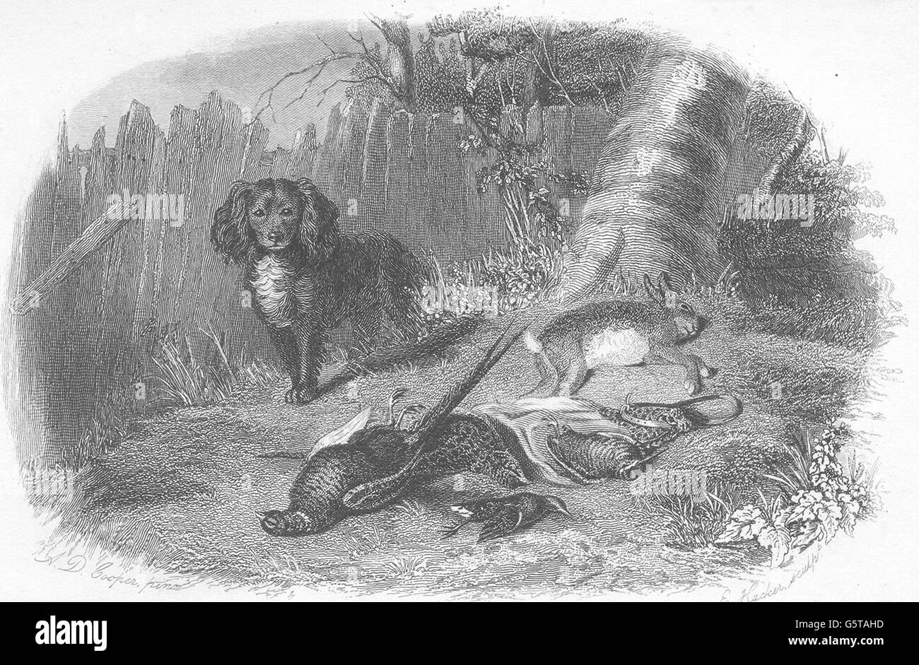 Cani: Spaniel & Game. Buona incisione in acciaio. Vignetta. (Edward Jesse), 1858 Foto Stock