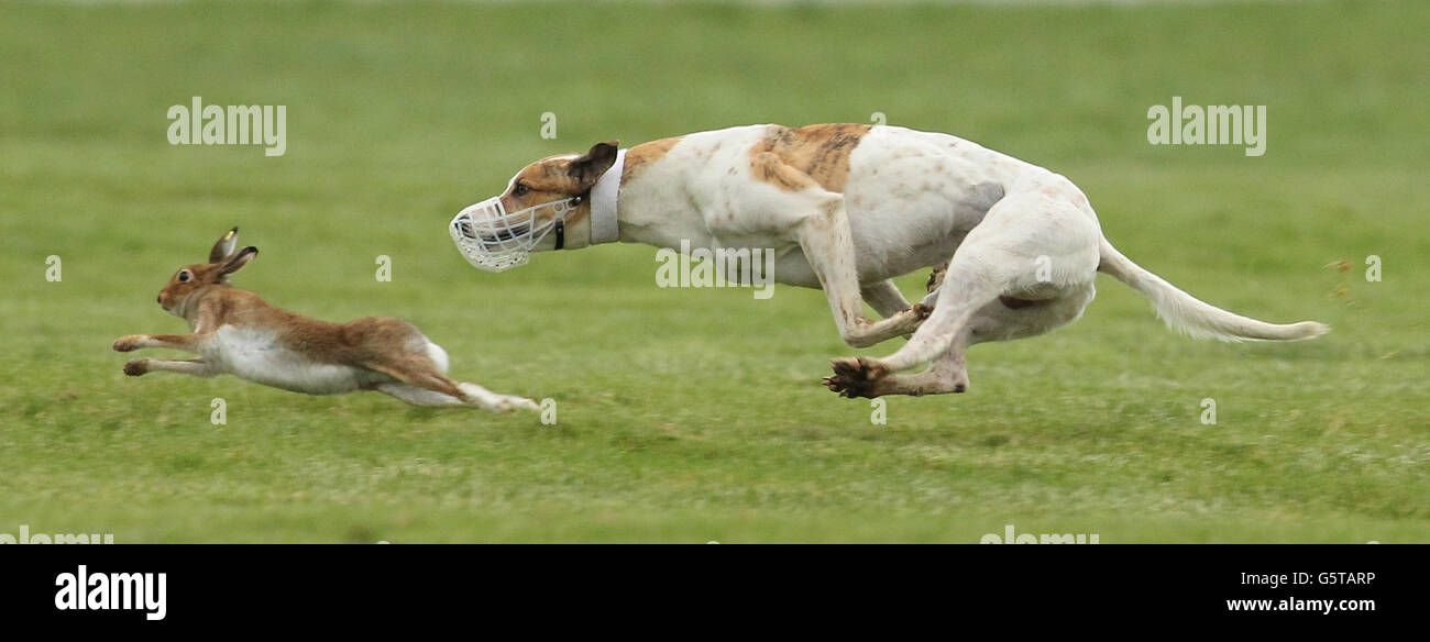 Corsa del cane - Campionati nazionali di coursing - Clonmel. Thomas il carro armato trasforma la Lepre durante il Derby Boylesports.com ai Campionati nazionali di corso a Clonmel, Co Tipperary. Foto Stock