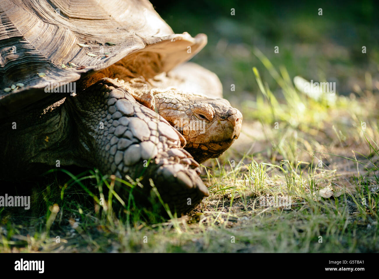 Turtle esterni strisciando sul terreno Foto Stock