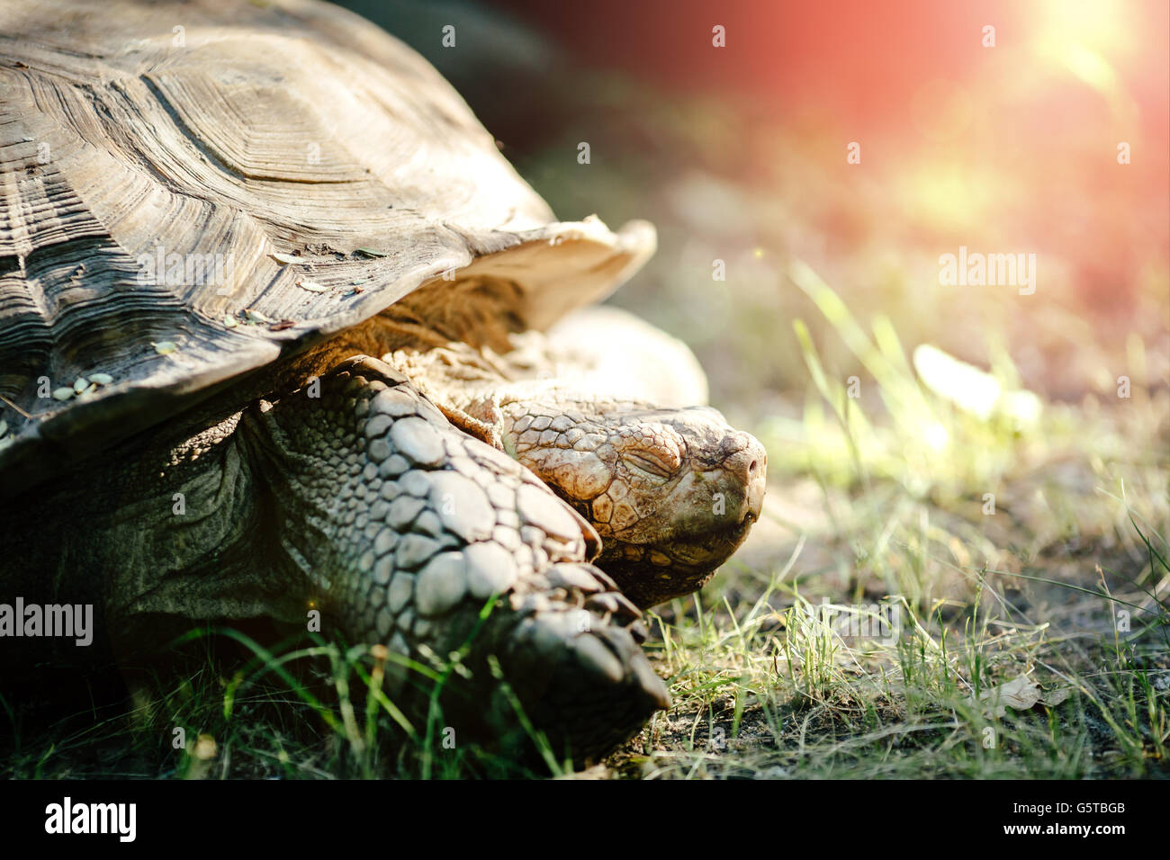 Turtle esterni strisciando sul terreno Foto Stock