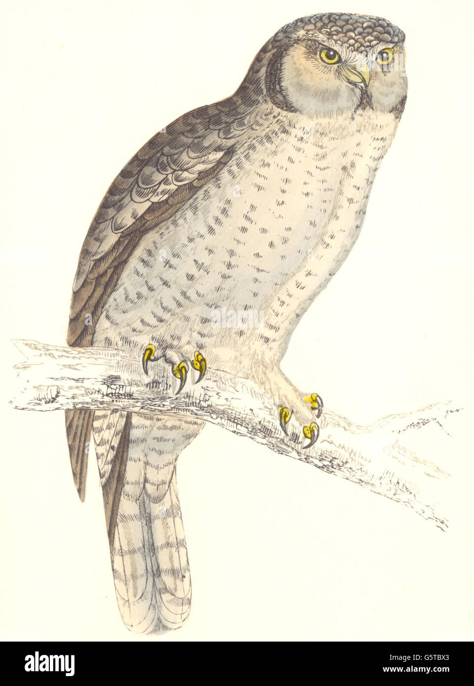 Uccelli: Hawk Owl o Canada Owl. c. Nativo di Americhe. Europa (Morris), 1865 Foto Stock