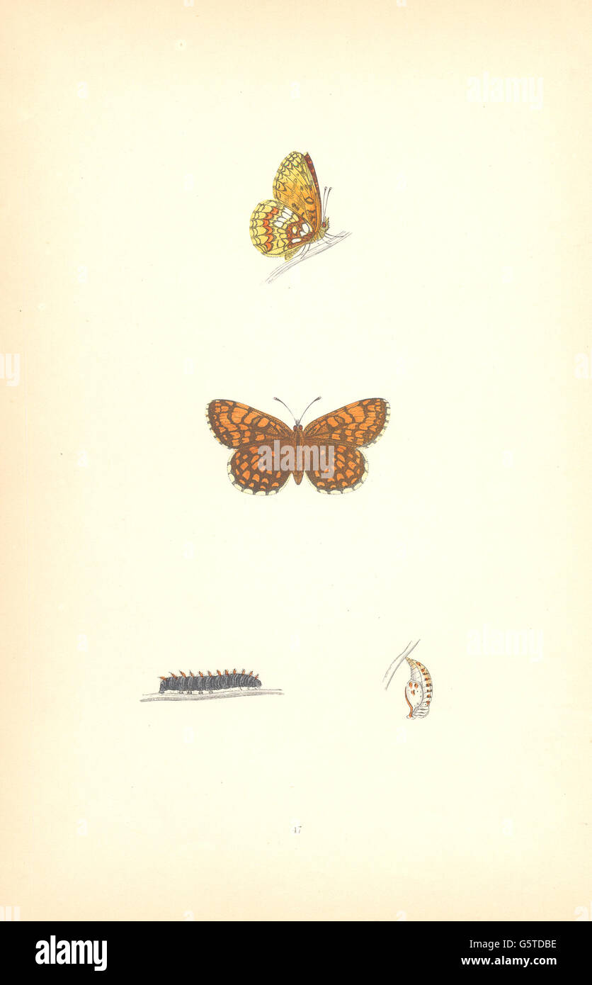 Farfalle: Pearl- delimitata somiglianza Fritillary (Morris), antica stampa 1870 Foto Stock