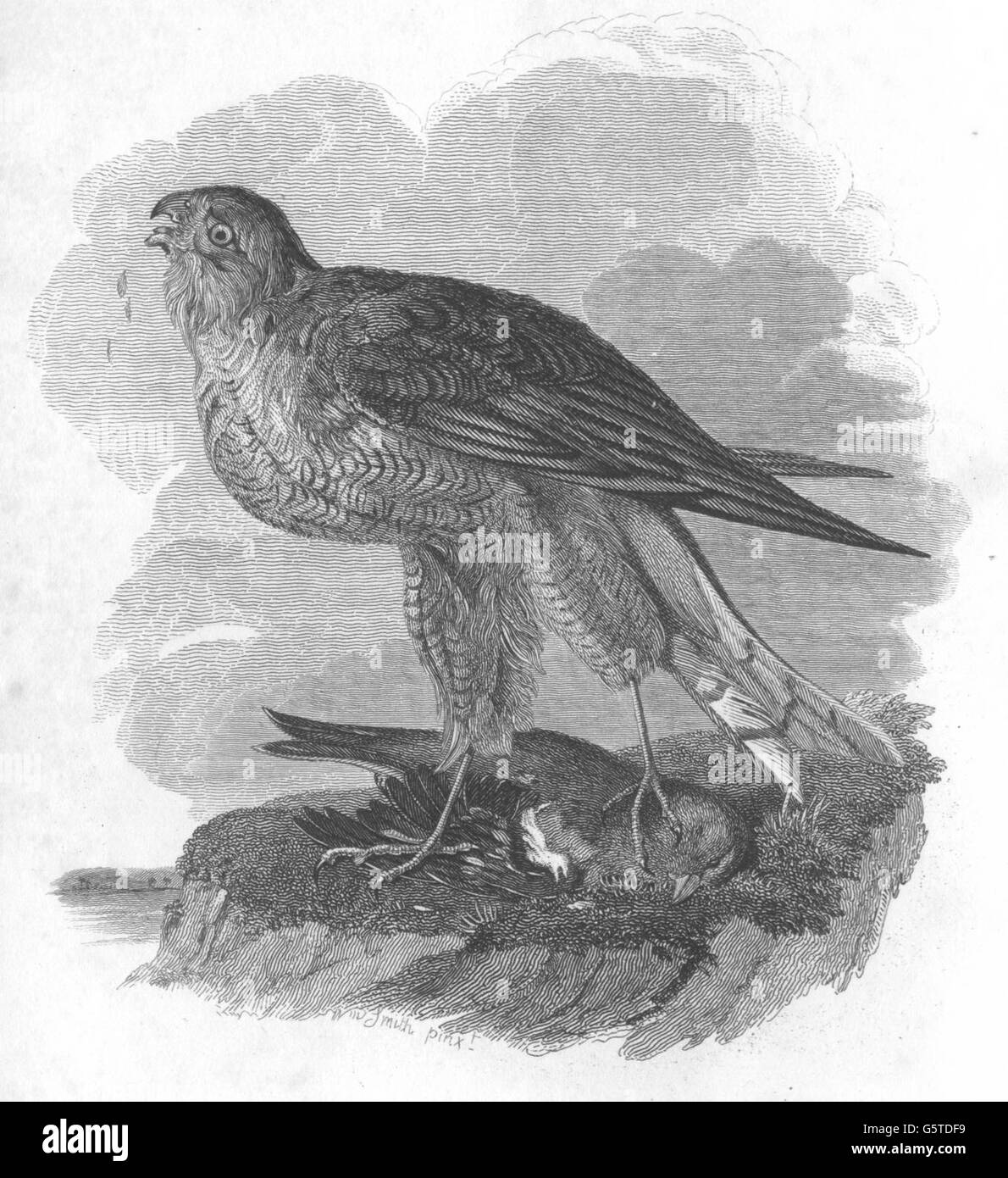 Uccelli: Hawk, antica stampa 1833 Foto Stock